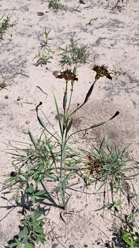 Kalahari Spiderlily