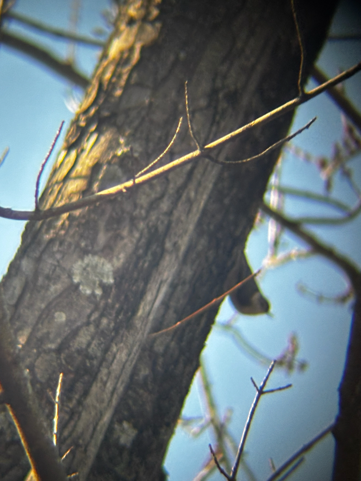 White-breasted Nuthatch (Sitta carolinensis), photo 5