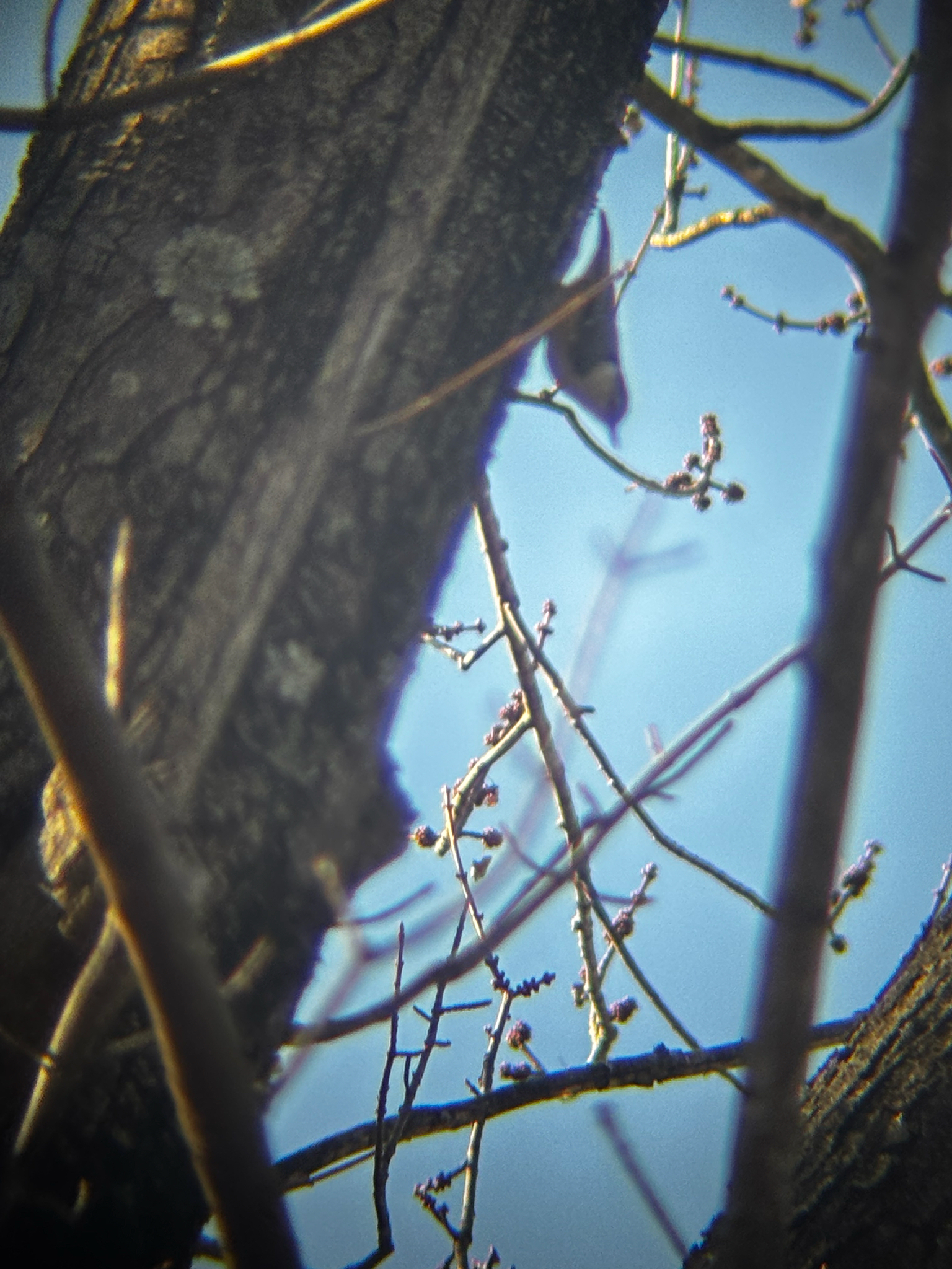 White-breasted Nuthatch (Sitta carolinensis), photo 4