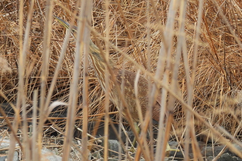 American Bittern (Botaurus lentiginosus), photo 3