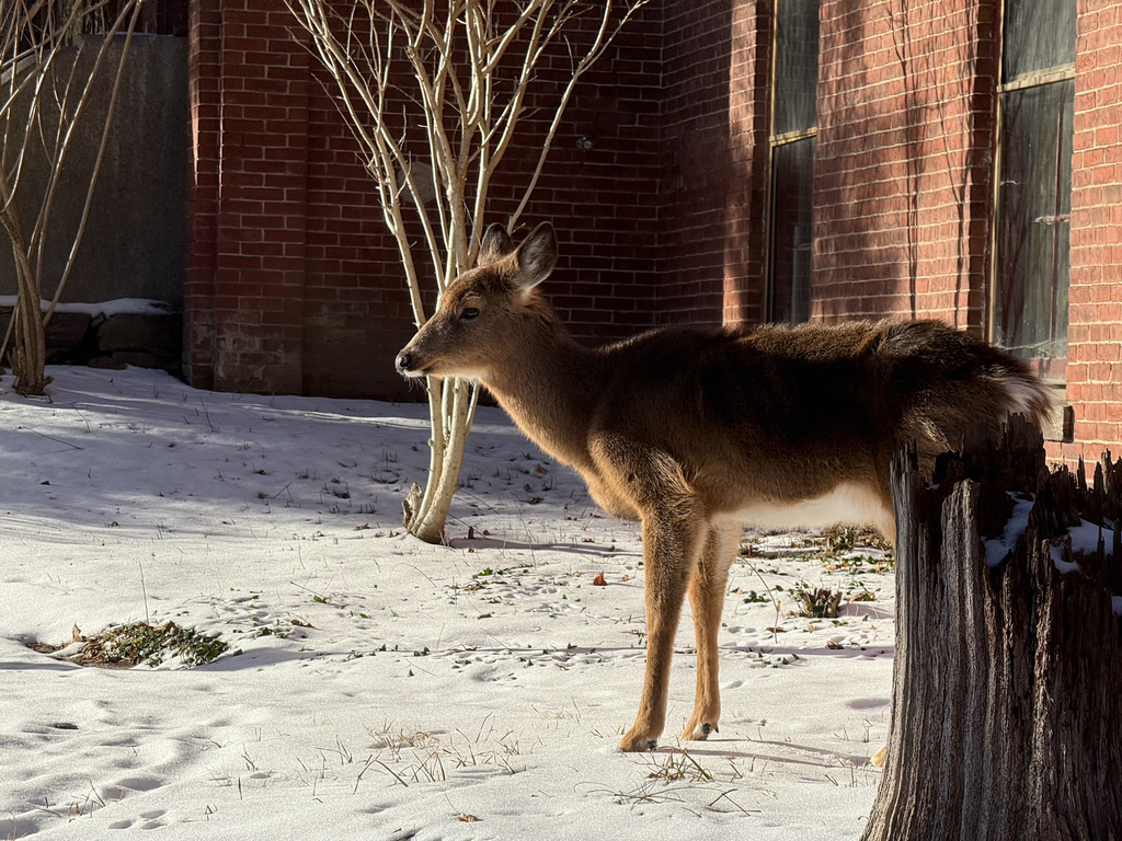 White-tailed Deer