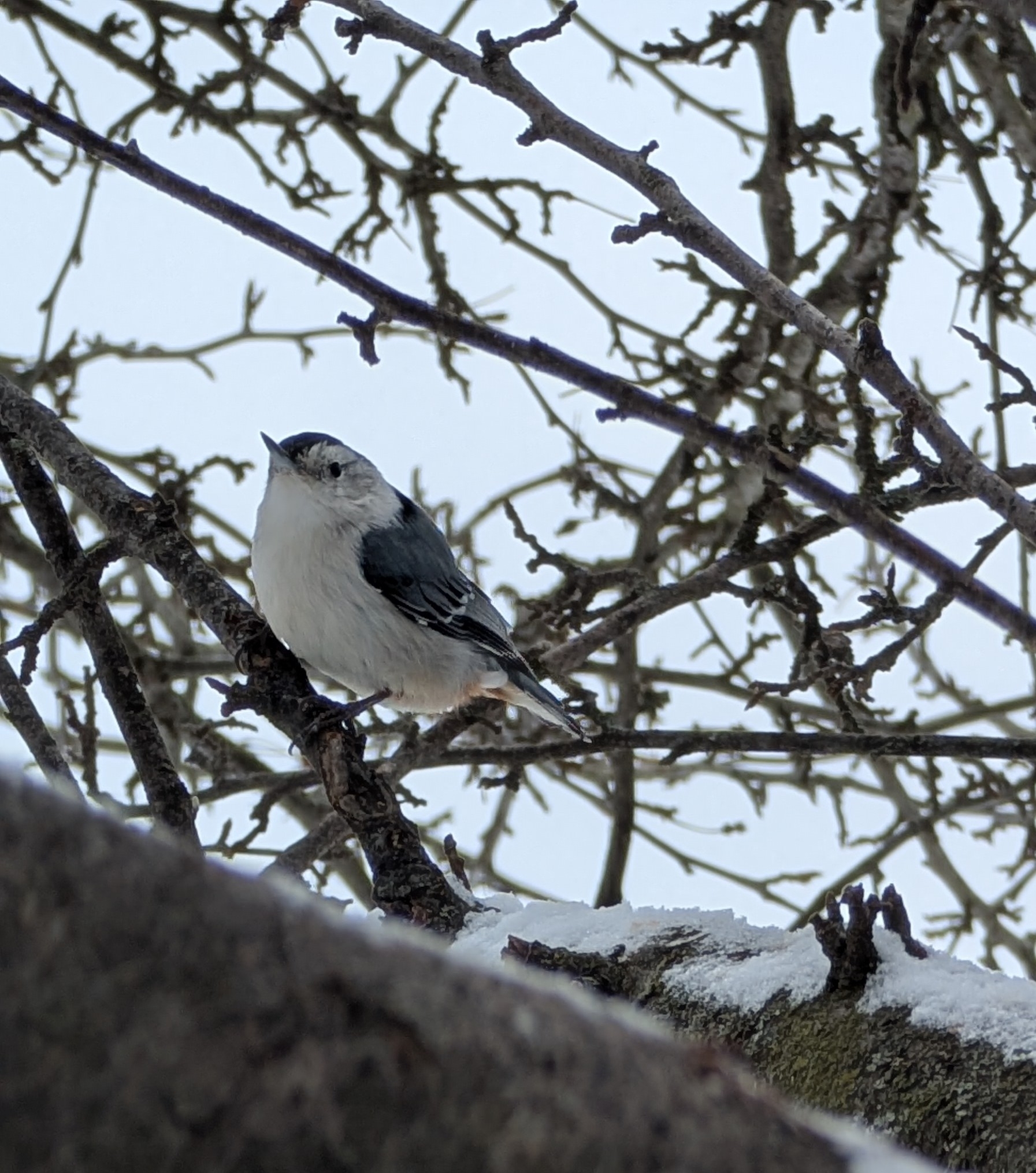 White-breasted Nuthatch (Sitta carolinensis), photo 3