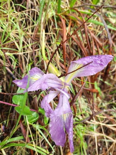 Marin iris