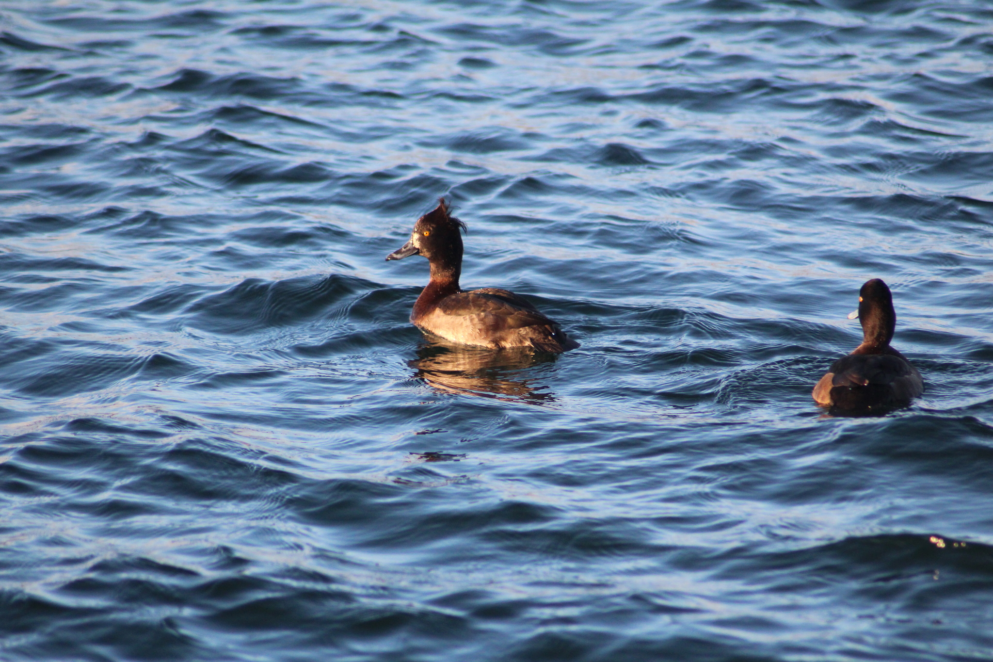 Tufted Duck (Aythya fuligula), photo 8