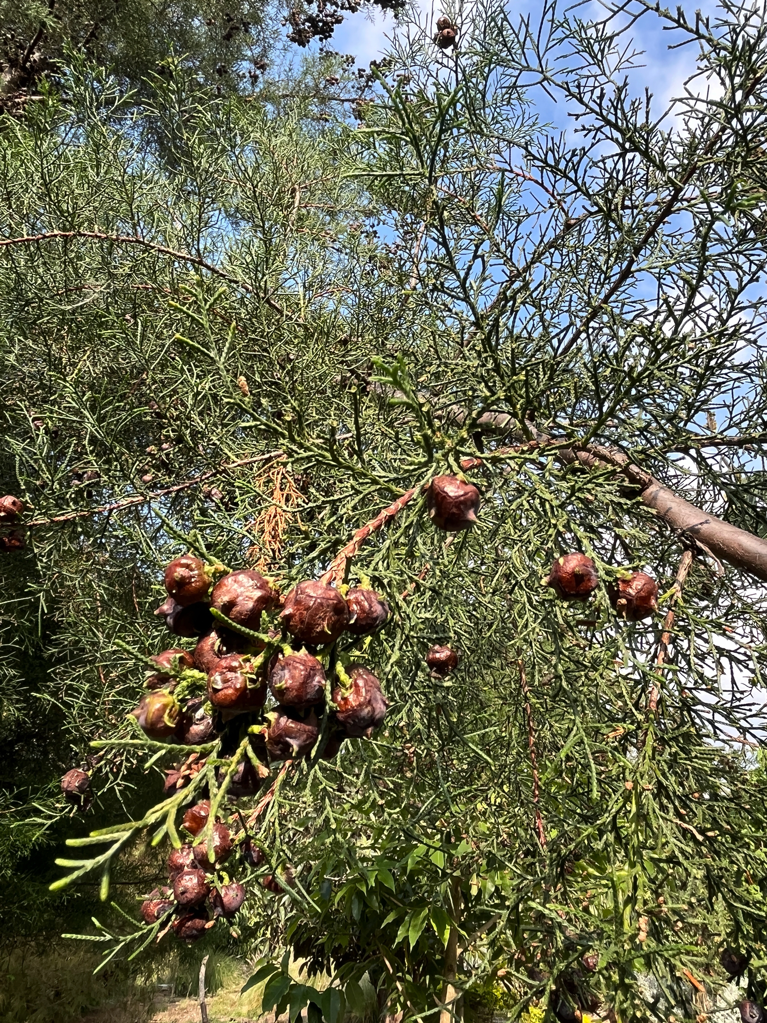 Mexican cypress