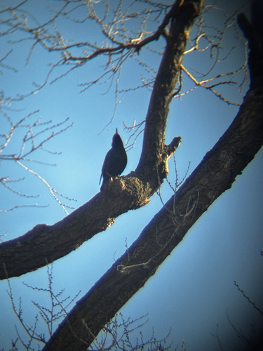Common Starling (Sturnus vulgaris), photo 4