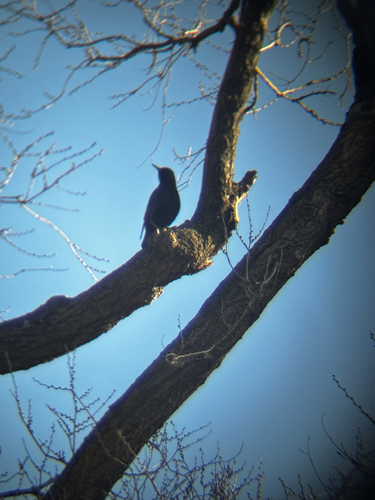 Common Starling (Sturnus vulgaris), photo 3