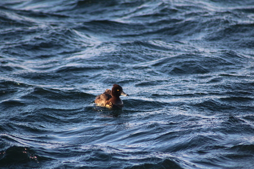 Tufted Duck (Aythya fuligula), photo 9
