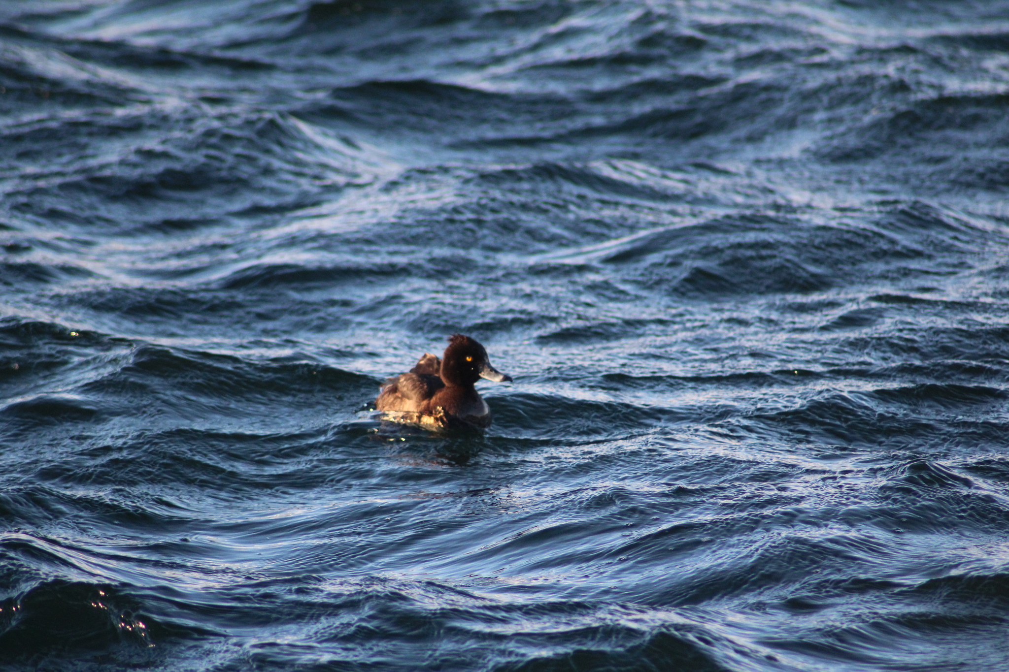 Tufted Duck (Aythya fuligula), photo 9