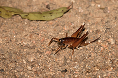 Penalva flavocalceata