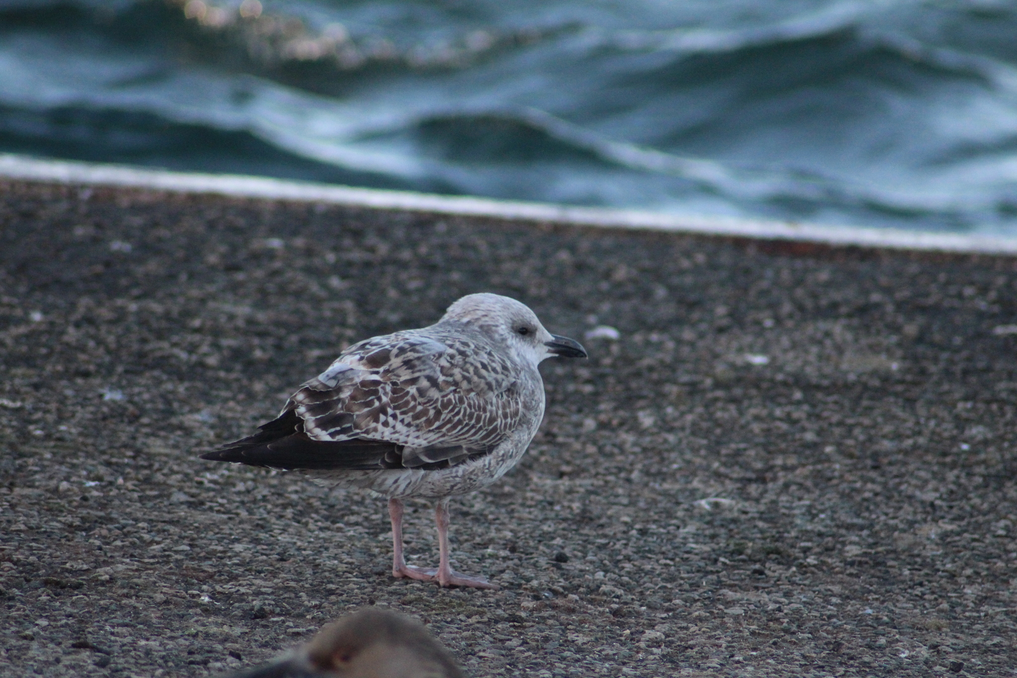 European Herring Gull (Larus argentatus), photo 3