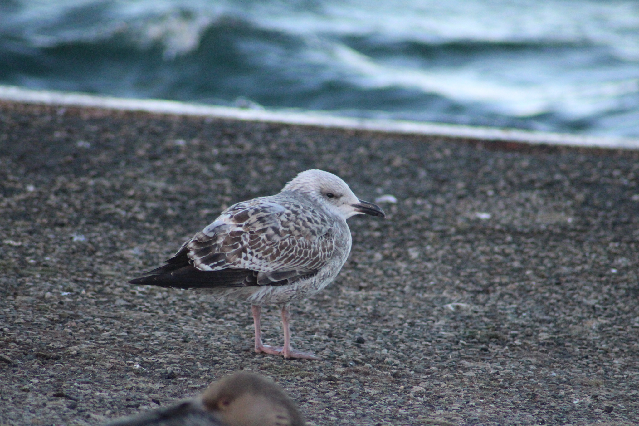 European Herring Gull (Larus argentatus), photo 4