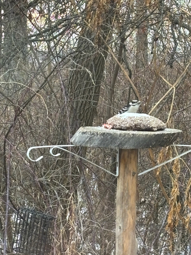 iNaturalist observation photo of Downy Woodpecker