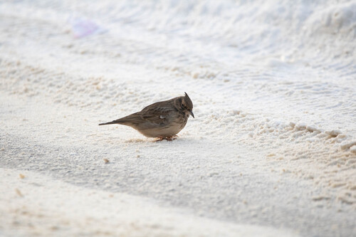 Crested Lark (Galerida cristata), photo 2