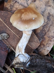 Meottomyces dissimulans