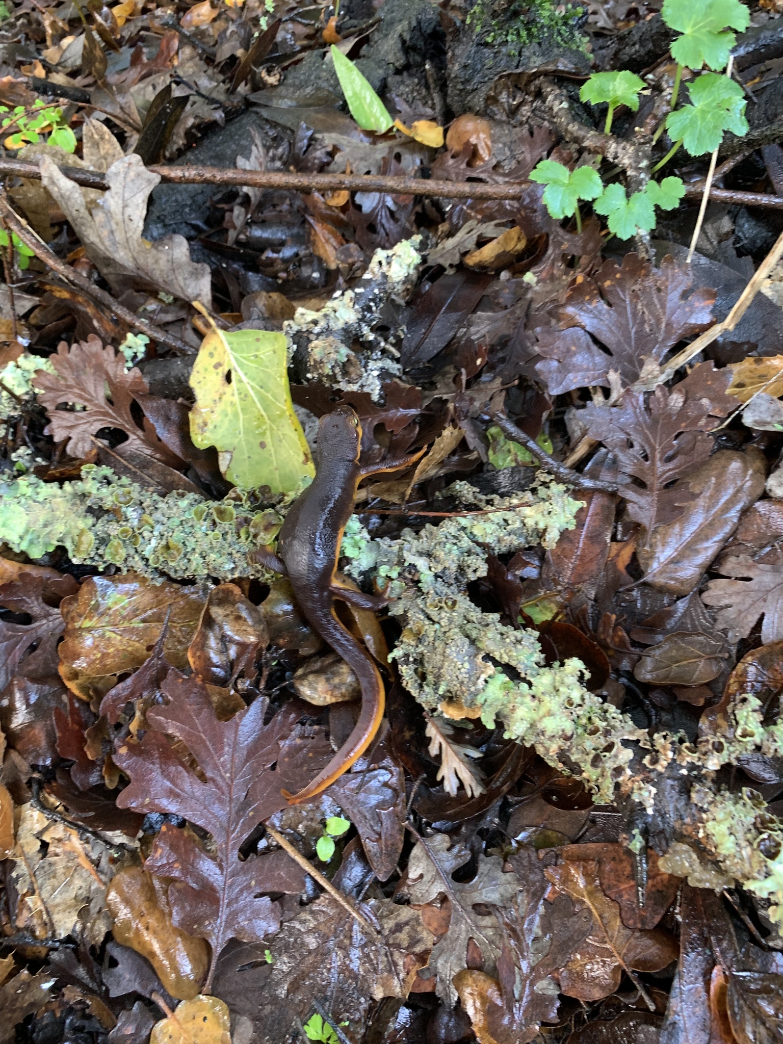 Taricha torosa (Rathke, 1833)