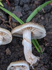 Meottomyces dissimulans
