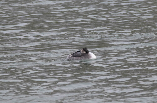Great Crested Grebe (Podiceps cristatus), photo 6