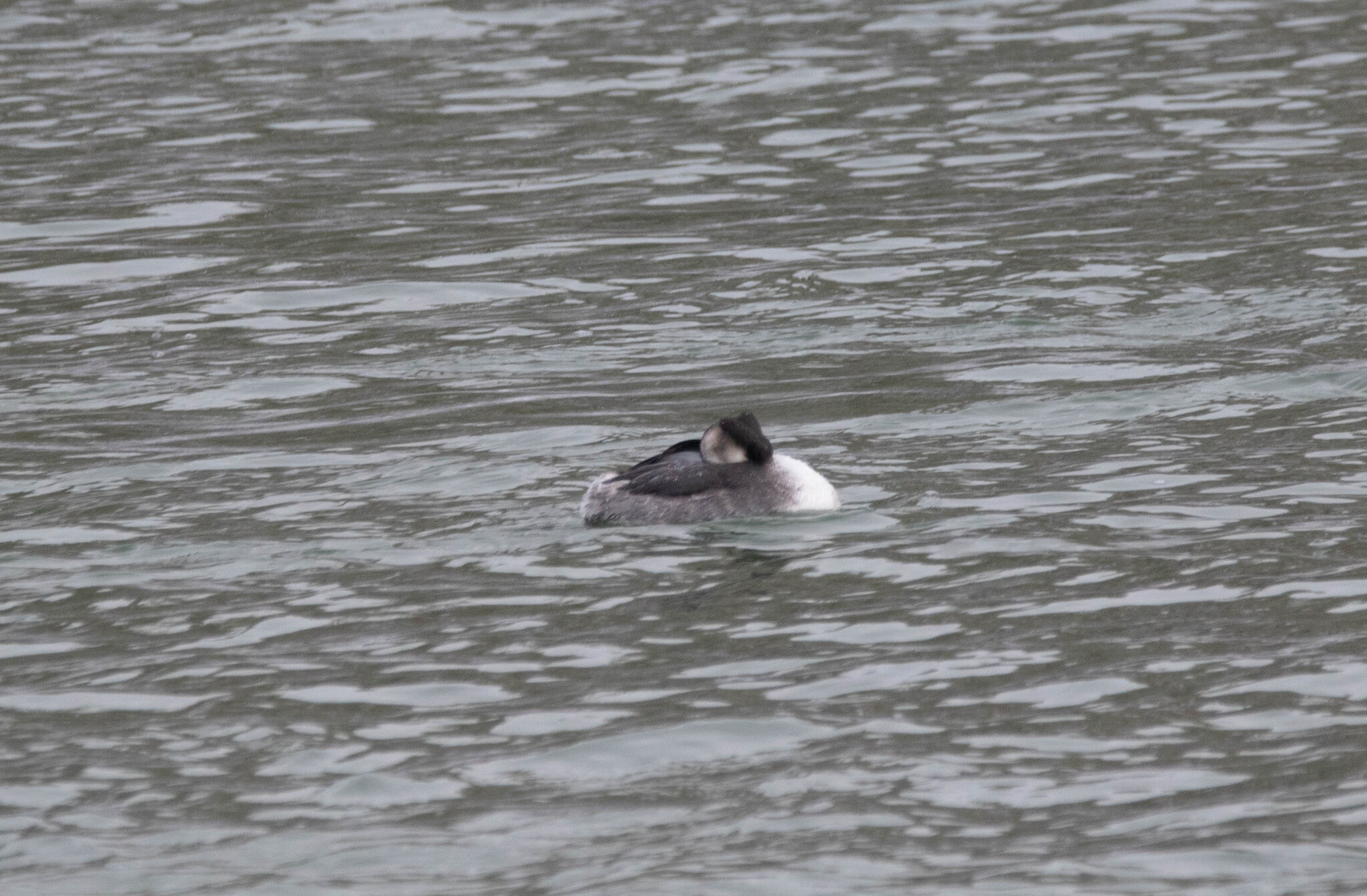 Great Crested Grebe (Podiceps cristatus), photo 6