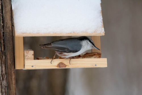 Eurasian Nuthatch (Sitta europaea), photo 5
