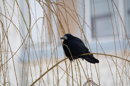 Rook (Corvus frugilegus), photo 8
