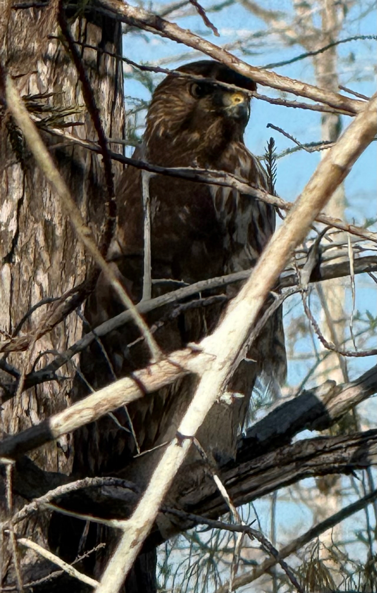 Buteo lineatus (Gmelin, 1788)
