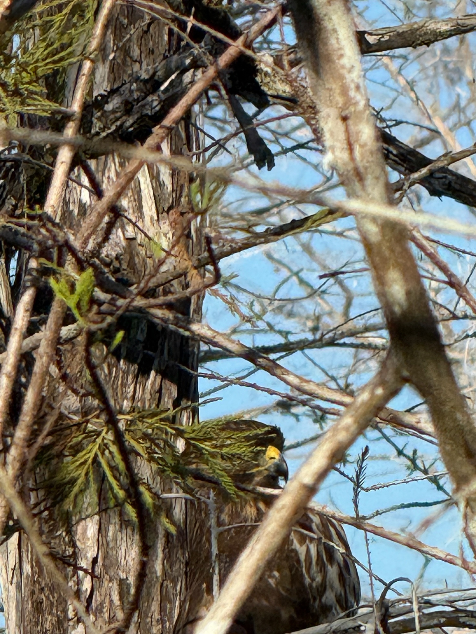 Buteo lineatus (Gmelin, 1788)