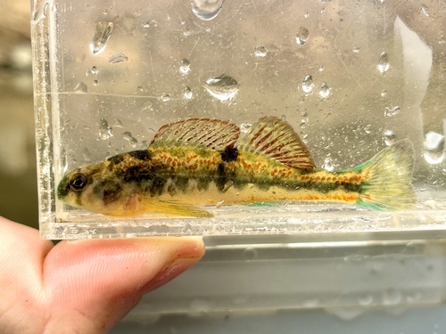 Snubnose darter (Etheostoma simoterum) — Percidae
