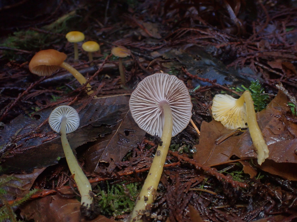 Gliophorus laetus · January 2026 · photo: © dgwdoesthings (iNaturalist, cc0)