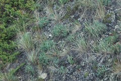 Podistera yukonensis