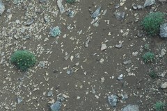 Podistera yukonensis
