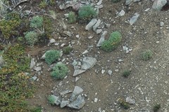 Podistera yukonensis