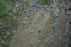 Podistera yukonensis
