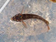 Ruanoho decemdigitatus