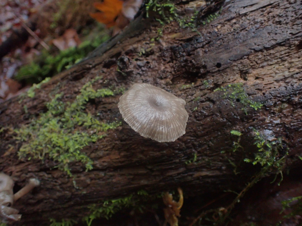 Arrhenia epichysium · January 2026 · photo: © dgwdoesthings (iNaturalist, cc0)