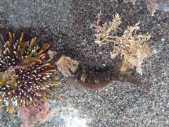 Ruanoho decemdigitatus