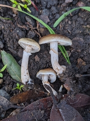 Meottomyces dissimulans