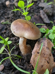 Meottomyces dissimulans