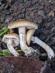 Meottomyces dissimulans