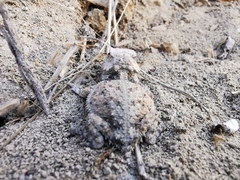 Phrynosoma braconnieri