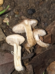 Meottomyces dissimulans