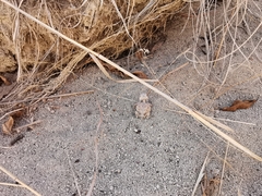 Phrynosoma braconnieri