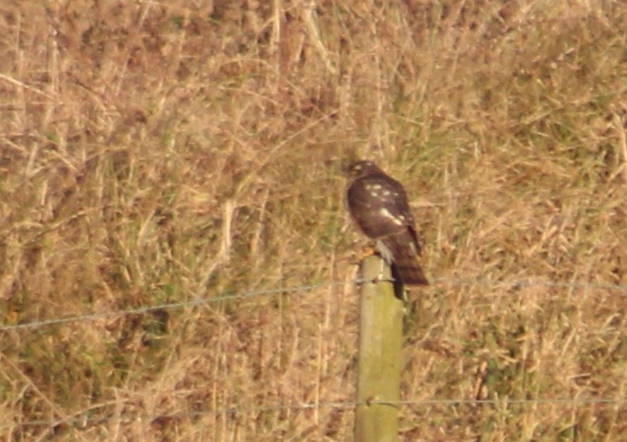Accipiter nisus (Linnaeus, 1758)