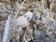 Phrynosoma braconnieri