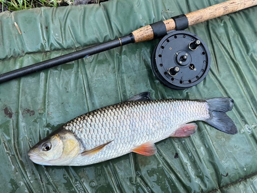 Chub (Squalius cephalus) — Cyprinidae
