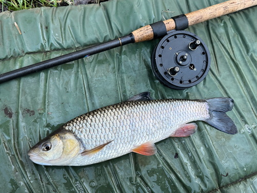 Chub (Squalius cephalus) — Cyprinidae