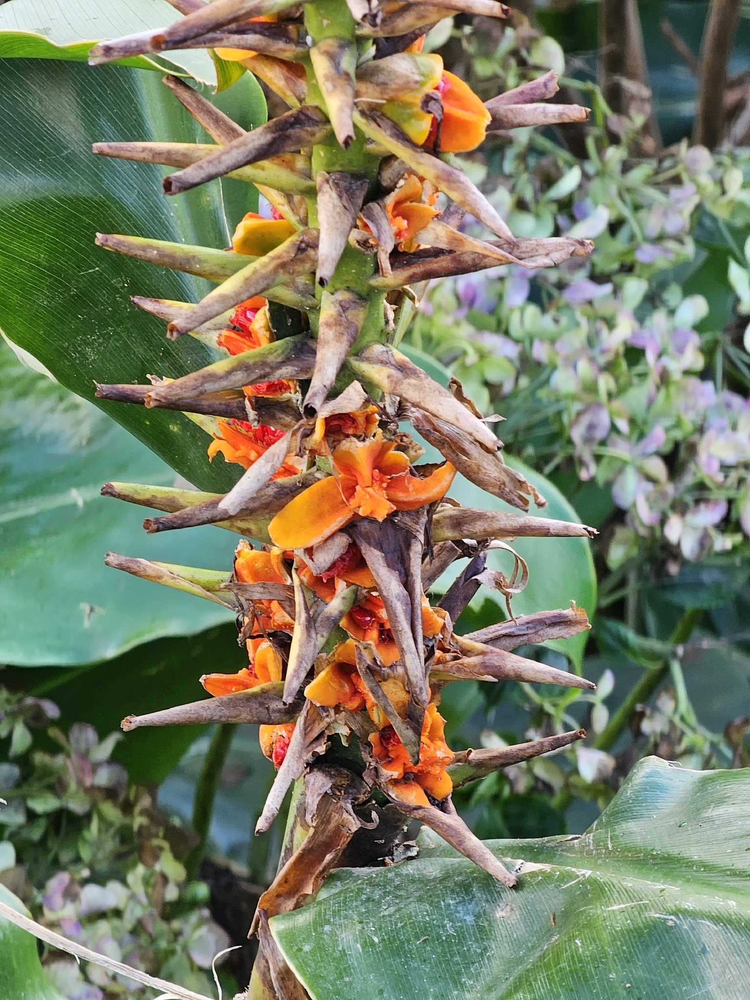Hedychium × moorei W.Watson