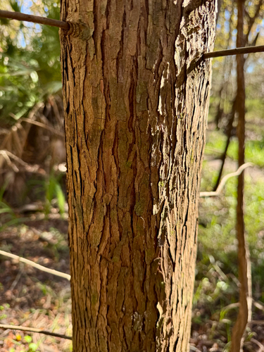 Foto de Cipreste calvo ou cipreste do pântano