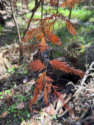 Foto de Cipreste calvo ou cipreste do pântano