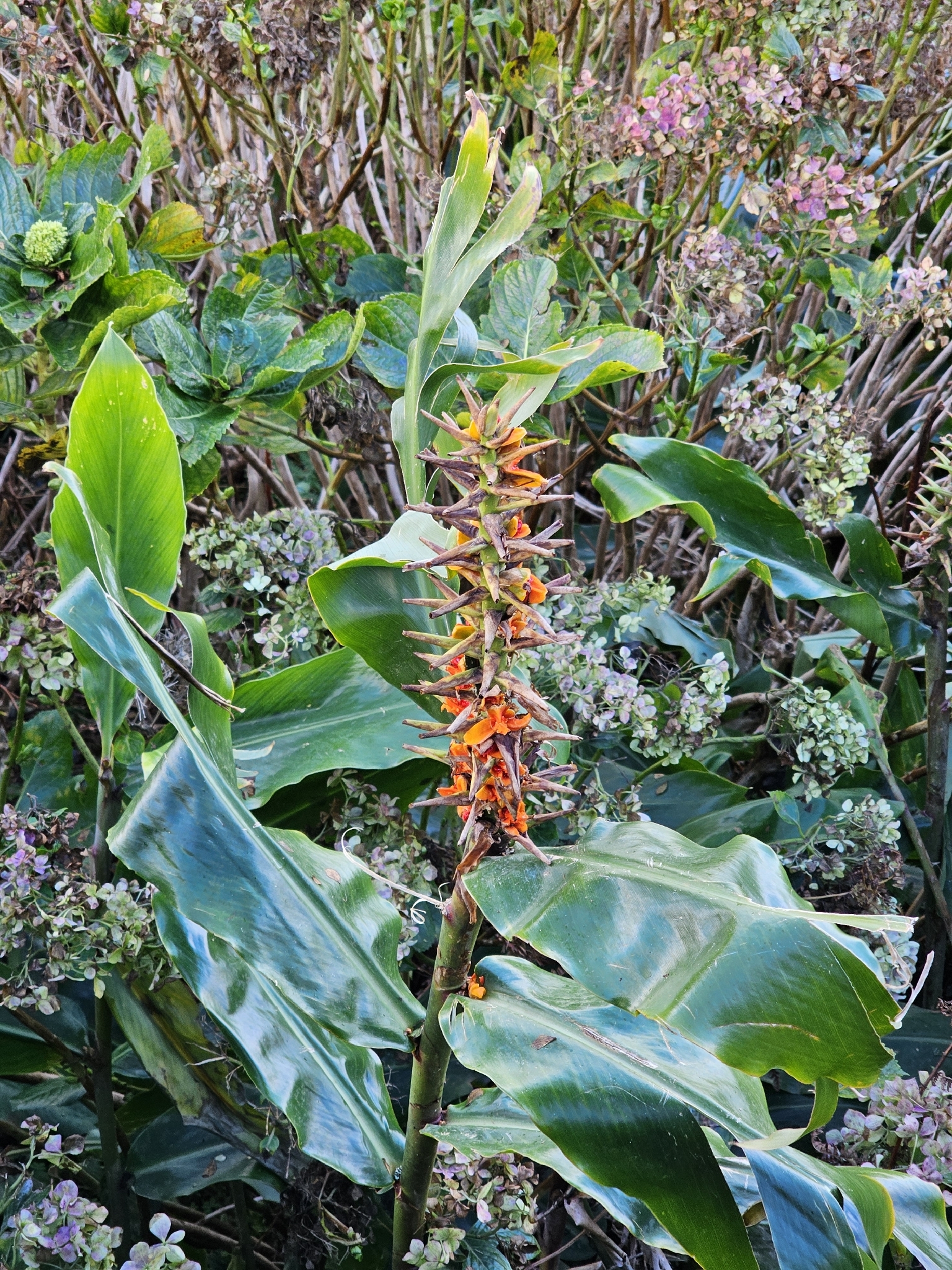 Hedychium × moorei W.Watson 2